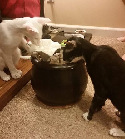 Olli & Max with an Ebi drinking fountain